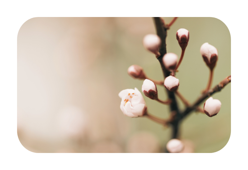 Before the Bloom